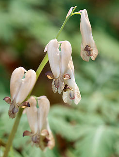 Squirrel Corn - Dicentra canadensis I've never seen them bloom brown before. They are usually white, often with a pinkish tint. These blooms aren't even old. They just bloomed. Maybe the color is due to the dryness because I think Dicentra canadensis is quite sensitive to moisture fluctuations.

Habitat: Mixed forest 
https://www.jungledragon.com/image/148693/squirrel_corn_-_dicentra_canadensis.html
 Dicentra,Dicentra canadensis,Geotagged,Spring,Squirrel Corn,United States
