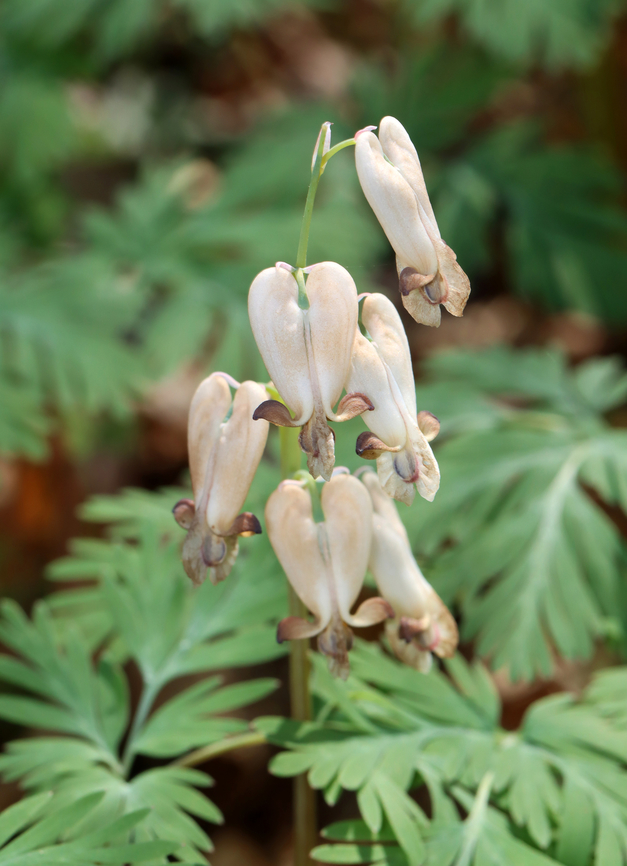 Squirrel Corn - Dicentra canadensis I&#039;ve never seen them bloom brown before. They are usually white, often with a pinkish tint. These blooms aren&#039;t even old. They just bloomed. Maybe the color is due to the dryness because I think Dicentra canadensis is quite sensitive to moisture fluctuations.<br />
<br />
Habitat: Mixed forest<br />
<figure class="photo"><a href="https://www.jungledragon.com/image/148692/squirrel_corn_-_dicentra_canadensis.html" title="Squirrel Corn - Dicentra canadensis"><img src="https://s3.amazonaws.com/media.jungledragon.com/images/3232/148692_thumb.jpg?AWSAccessKeyId=05GMT0V3GWVNE7GGM1R2&Expires=1759968010&Signature=m7PU7k%2BOI6jMZjCIz5145lMOUuU%3D" width="116" height="152" alt="Squirrel Corn - Dicentra canadensis I&#039;ve never seen them bloom brown before. They are usually white, often with a pinkish tint. These blooms aren&#039;t even old. They just bloomed. Maybe the color is due to the dryness because I think Dicentra canadensis is quite sensitive to moisture fluctuations.<br />
<br />
Habitat: Mixed forest <br />
https://www.jungledragon.com/image/148693/squirrel_corn_-_dicentra_canadensis.html<br />
 Dicentra,Dicentra canadensis,Geotagged,Spring,Squirrel Corn,United States" /></a></figure> Dicentra canadensis,Geotagged,Spring,Squirrel Corn,United States