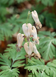 Squirrel Corn - Dicentra canadensis I've never seen them bloom brown before. They are usually white, often with a pinkish tint. These blooms aren't even old. They just bloomed. Maybe the color is due to the dryness because I think Dicentra canadensis is quite sensitive to moisture fluctuations.

Habitat: Mixed forest
https://www.jungledragon.com/image/148692/squirrel_corn_-_dicentra_canadensis.html Dicentra canadensis,Geotagged,Spring,Squirrel Corn,United States