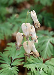Squirrel Corn - Dicentra canadensis I've never seen them bloom brown before. They are usually white, often with a pinkish tint. These blooms aren't even old. They just bloomed. Maybe the color is due to the dryness because I think Dicentra canadensis is quite sensitive to moisture fluctuations.<br />
<br />
Habitat: Mixed forest<br />
https://www.jungledragon.com/image/148692/squirrel_corn_-_dicentra_canadensis.html Dicentra canadensis,Geotagged,Spring,Squirrel Corn,United States