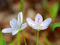 Spring Beauty - Claytonia virginica Habitat: Mixed forest Claytonia virginica,Geotagged,Spring,United States,Virginia Spring Beauty,claytonia