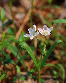 Spring Beauty - Claytonia virginica Habitat: Mixed forest
https://www.jungledragon.com/image/148695/spring_beauty_-_claytonia_virginica.html Claytonia virginica,Geotagged,Spring,United States,Virginia Spring Beauty