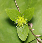 Sharp-lobed Hepatica (Fruit) - Anemone acutiloba Habitat: Mixed forest<br />
https://www.jungledragon.com/image/148700/sharp-lobed_hepatica_fruit_-_anemone_acutiloba.html Anemone acutiloba,Geotagged,Sharp-lobed Hepatica,Spring,United States,anemone,fruit