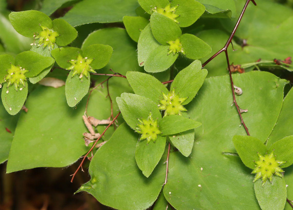 Sharp-lobed Hepatica (Fruit) - Anemone acutiloba Habitat: Mixed forest<br />
<figure class="photo"><a href="https://www.jungledragon.com/image/148699/sharp-lobed_hepatica_fruit_-_anemone_acutiloba.html" title="Sharp-lobed Hepatica (Fruit) - Anemone acutiloba"><img src="https://s3.amazonaws.com/media.jungledragon.com/images/3232/148699_thumb.jpg?AWSAccessKeyId=05GMT0V3GWVNE7GGM1R2&Expires=1759968010&Signature=LnMtRFsNnTSCwDIZ%2Bw3fqgtgIzY%3D" width="148" height="152" alt="Sharp-lobed Hepatica (Fruit) - Anemone acutiloba Habitat: Mixed forest<br />
https://www.jungledragon.com/image/148700/sharp-lobed_hepatica_fruit_-_anemone_acutiloba.html Anemone acutiloba,Geotagged,Sharp-lobed Hepatica,Spring,United States,anemone,fruit" /></a></figure> Anemone acutiloba,Geotagged,Hepatica acutiloba,Sharp-lobed Hepatica,Spring,United States