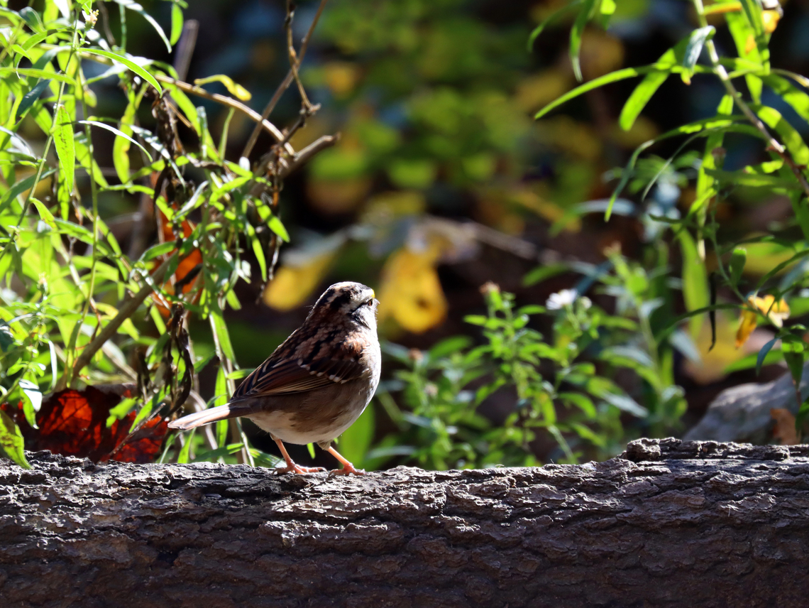 White-throated Sparrow - Zonotrichia albicollis This bird was a kindred spirit -- just hanging out on a log and checking out nature. <br />
<br />
Habitat: Pond edge; mixed forest Fall,Geotagged,United States,White-throated sparrow,Zonotrichia,Zonotrichia albicollis,sparrow