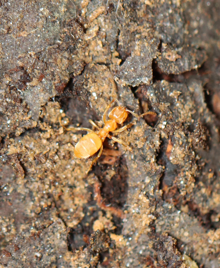 Formicine Ant - Lasius nearcticus Habitat: In a rotting log; mixed forest Fall,Formicidae,Formicinae,Geotagged,Lasius,Lasius nearcticus,United States,ant