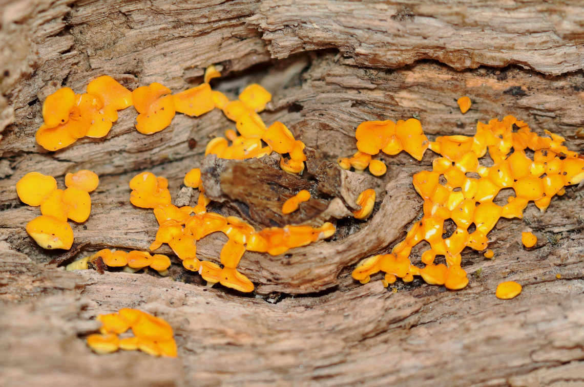 Lemon Discos - Calycina citrina Habitat: Rotting wood; deciduous forest Bisporella citrina,Calycina,Calycina citrina,Fall,Geotagged,United States,fungus