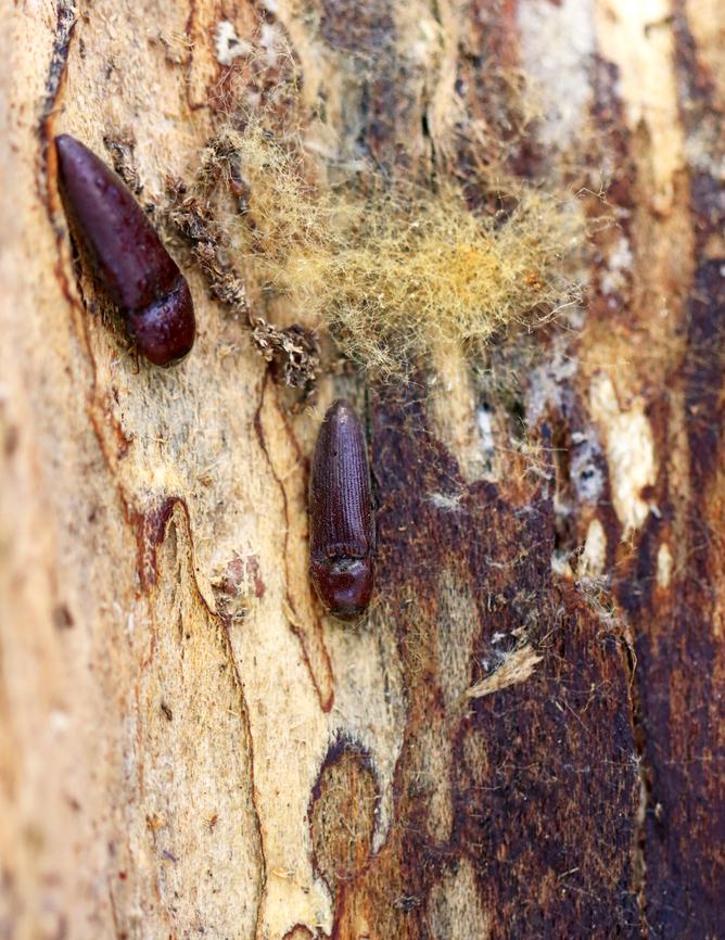 Click Beetles - Maybe Melanotus castanipes Habitat: Rotting log; deciduous forest Fall,Geotagged,Melanotus,Melanotus castanipes,United States,beetle,elateridae