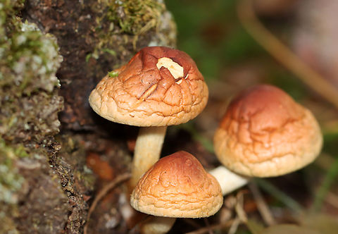 Brick Cap - Hypholoma lateritium Habitat: Deciduous forest Brick cap,Fall,Geotagged,Hypholoma,Hypholoma lateritium,United States,fungus,mushroom