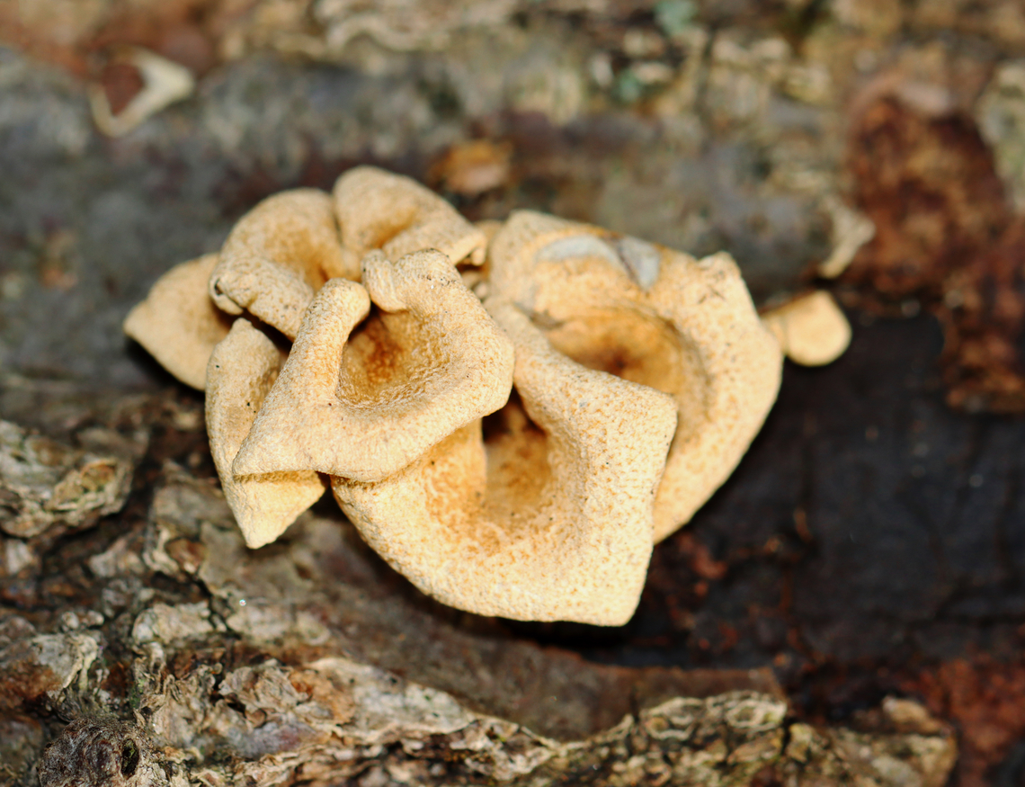 Bitter Oyster - Panellus stipticus Habitat: Deciduous forest Bitter oyster,Fall,Geotagged,Panellus,Panellus stipticus,United States,fungus,mushroom