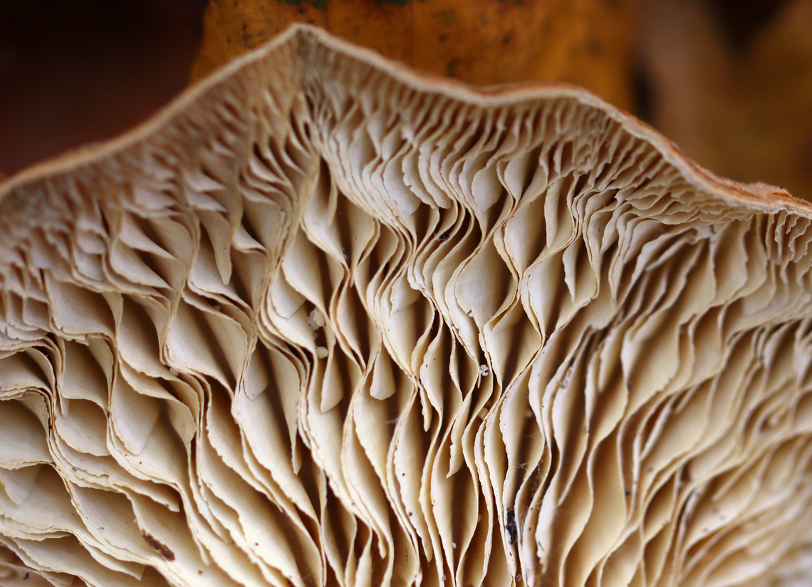 Gilled Polypore - Trametes betulina Habitat: Rotting wood; deciduous forest<br />
<figure class="photo"><a href="https://www.jungledragon.com/image/148754/gilled_polypore_-_trametes_betulina.html" title="Gilled Polypore - Trametes betulina"><img src="https://s3.amazonaws.com/media.jungledragon.com/images/3232/148754_thumb.jpg?AWSAccessKeyId=05GMT0V3GWVNE7GGM1R2&Expires=1770854410&Signature=AZTNqUEEkl7GfZV2g3VbfPR3XP0%3D" width="200" height="150" alt="Gilled Polypore - Trametes betulina Habitat: Rotting wood; deciduous forest<br />
https://www.jungledragon.com/image/148753/gilled_polypore_-_trametes_betulina.html Fall,Geotagged,Gilled polypore,Lenzites betulina,United States" /></a></figure> Fall,Geotagged,Gilled polypore,Lenzites betulina,United States,fungus,mushroom,trametes