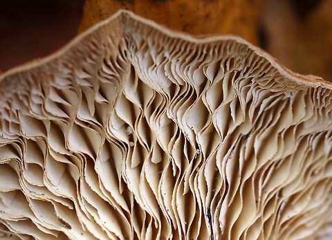 Gilled Polypore - Trametes betulina Habitat: Rotting wood; deciduous forest
https://www.jungledragon.com/image/148754/gilled_polypore_-_trametes_betulina.html Fall,Geotagged,Gilled polypore,Lenzites betulina,United States,fungus,mushroom,trametes