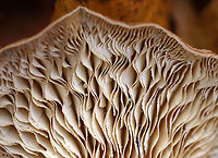 Gilled Polypore - Trametes betulina Habitat: Rotting wood; deciduous forest<br />
https://www.jungledragon.com/image/148754/gilled_polypore_-_trametes_betulina.html Fall,Geotagged,Gilled polypore,Lenzites betulina,United States,fungus,mushroom,trametes