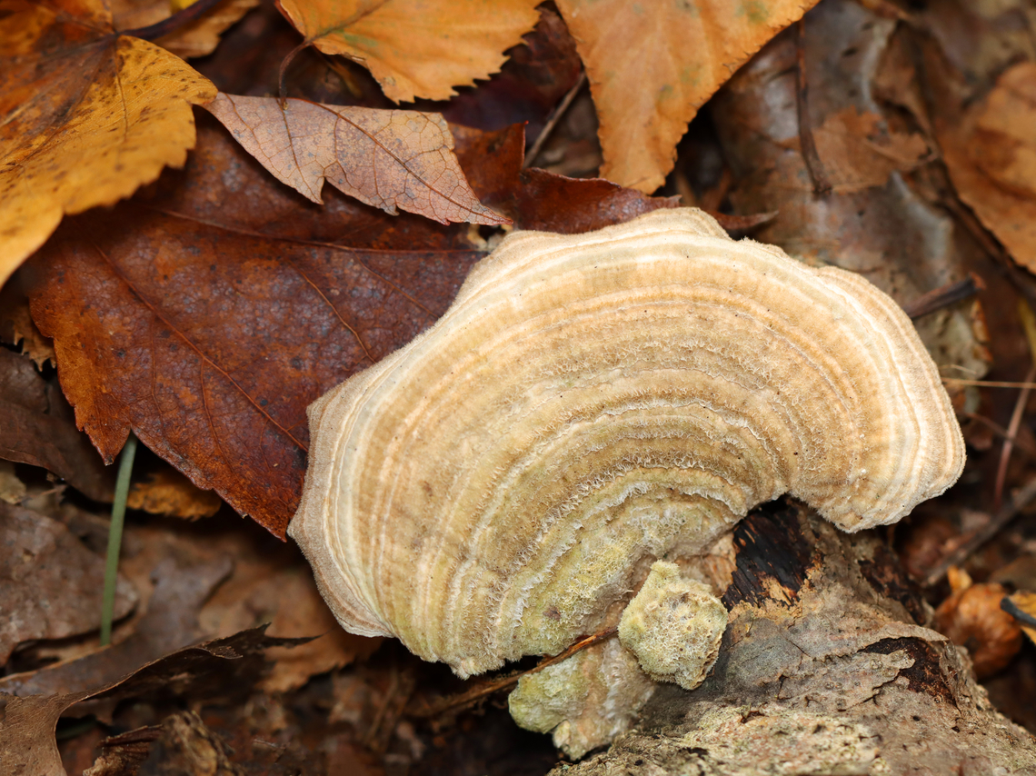 Gilled Polypore - Trametes betulina Habitat: Rotting wood; deciduous forest<br />
<figure class="photo"><a href="https://www.jungledragon.com/image/148753/gilled_polypore_-_trametes_betulina.html" title="Gilled Polypore - Trametes betulina"><img src="https://s3.amazonaws.com/media.jungledragon.com/images/3232/148753_thumb.jpg?AWSAccessKeyId=05GMT0V3GWVNE7GGM1R2&Expires=1759968010&Signature=edvEC%2BHfvdYDSiiBjfmux13bWlM%3D" width="200" height="146" alt="Gilled Polypore - Trametes betulina Habitat: Rotting wood; deciduous forest<br />
https://www.jungledragon.com/image/148754/gilled_polypore_-_trametes_betulina.html Fall,Geotagged,Gilled polypore,Lenzites betulina,United States,fungus,mushroom,trametes" /></a></figure> Fall,Geotagged,Gilled polypore,Lenzites betulina,United States