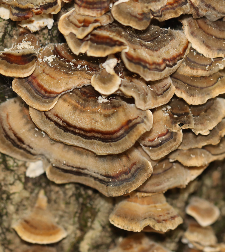 Turkey Tail - Trametes versicolor Habitat: Growing on rotting wood; deciduous forest Fall,Geotagged,Trametes versicolor,Turkey Tail,United States,fungus,trametes