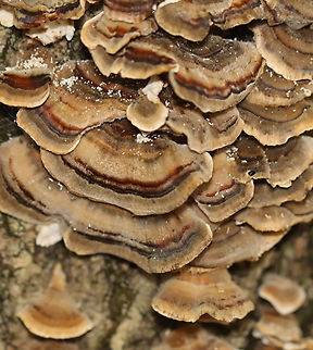Turkey Tail - Trametes versicolor Habitat: Growing on rotting wood; deciduous forest Fall,Geotagged,Trametes versicolor,Turkey Tail,United States,fungus,trametes