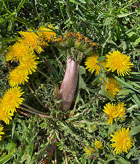 Dandelion Fasciation - Taraxacum officinale Fasciation is a rare malformation in vascular plants in which there is abnormal growth that occurs perpendicular to the normal direction of growth. This produces flattened, enlarged, and contorted tissues.  There are numerous possible causes, including hormonal, genetic, bacterial, fungal, viral and environmental.

Habitat: I spotted this enormous, fasciated dandelion growing in a cluster of normal dandelions on a lawn. I took this photo with my cell phone and intended to go back with my camera for more photos; but, sadly, the grass had been mowed and the dandelions were victims of the mowing. Common dandelion,Dandelion fasciation,Geotagged,Phytoplasma,Taraxacum,Taraxacum officinale,United States,cresting,dandelion,fasciation