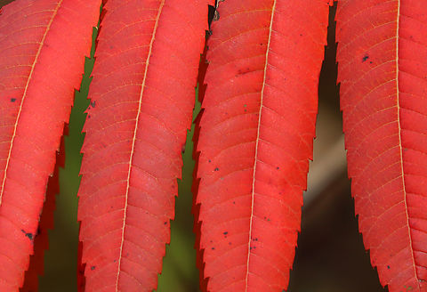 Staghorn Sumac - Rhus typhina Habitat: Forest edge Fall,Geotagged,Rhus typhina,Staghorn Sumac,United States,rhus,sumac
