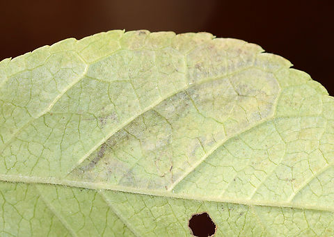Holly Leaf Miner - Complex Phytomyza ilicis group Leaf mines on Ilex verticillata
https://www.jungledragon.com/image/148948/holly_leaf_miner_-_complex_phytomyza_ilicis_group.html
https://www.jungledragon.com/image/148949/holly_leaf_miner_-_complex_phytomyza_ilicis_group.html
https://www.jungledragon.com/image/148947/holly_leaf_miner_-_complex_phytomyza_ilicis_group.html Fall,Geotagged,Holly Leaf Miner,Phytomyza ilicis,United States