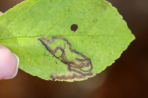 Holly Leaf Miner - Complex Phytomyza ilicis group Leaf mines on Ilex verticillata
https://www.jungledragon.com/image/148948/holly_leaf_miner_-_complex_phytomyza_ilicis_group.html
https://www.jungledragon.com/image/148949/holly_leaf_miner_-_complex_phytomyza_ilicis_group.html
https://www.jungledragon.com/image/148947/holly_leaf_miner_-_complex_phytomyza_ilicis_group.html Complex Phytomyza ilicis,Complex Phytomyza ilicis group,Fall,Geotagged,Holly Leaf Miner,Phytomyza ilicis,United States,leafminer,phytomyza