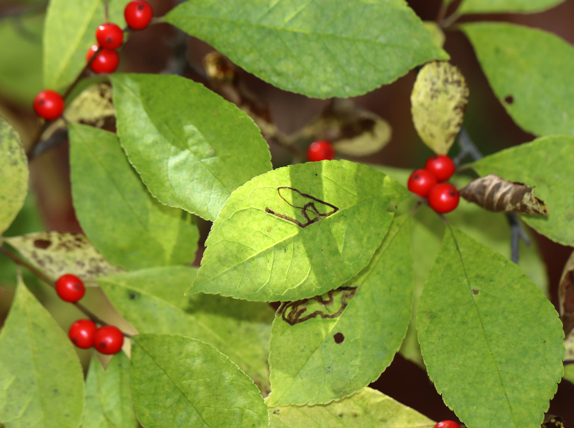 Holly Leaf Miner - Complex Phytomyza ilicis group Leaf mines on Ilex verticillata<br />
<figure class="photo"><a href="https://www.jungledragon.com/image/148948/holly_leaf_miner_-_complex_phytomyza_ilicis_group.html" title="Holly Leaf Miner - Complex Phytomyza ilicis group"><img src="https://s3.amazonaws.com/media.jungledragon.com/images/3232/148948_thumb.jpg?AWSAccessKeyId=05GMT0V3GWVNE7GGM1R2&Expires=1759968010&Signature=CFVvQskGBxAFdpDd6SEya%2FauvE0%3D" width="200" height="134" alt="Holly Leaf Miner - Complex Phytomyza ilicis group Leaf mines on Ilex verticillata<br />
https://www.jungledragon.com/image/148948/holly_leaf_miner_-_complex_phytomyza_ilicis_group.html<br />
https://www.jungledragon.com/image/148949/holly_leaf_miner_-_complex_phytomyza_ilicis_group.html<br />
https://www.jungledragon.com/image/148947/holly_leaf_miner_-_complex_phytomyza_ilicis_group.html Complex Phytomyza ilicis,Complex Phytomyza ilicis group,Fall,Geotagged,Holly Leaf Miner,Phytomyza ilicis,United States,leafminer,phytomyza" /></a></figure><br />
<figure class="photo"><a href="https://www.jungledragon.com/image/148949/holly_leaf_miner_-_complex_phytomyza_ilicis_group.html" title="Holly Leaf Miner - Complex Phytomyza ilicis group"><img src="https://s3.amazonaws.com/media.jungledragon.com/images/3232/148949_thumb.jpg?AWSAccessKeyId=05GMT0V3GWVNE7GGM1R2&Expires=1759968010&Signature=6arw2ZaqqNGCxTKwSGKyRAlHj4c%3D" width="200" height="150" alt="Holly Leaf Miner - Complex Phytomyza ilicis group Leaf mines on Ilex verticillata<br />
https://www.jungledragon.com/image/148948/holly_leaf_miner_-_complex_phytomyza_ilicis_group.html<br />
https://www.jungledragon.com/image/148949/holly_leaf_miner_-_complex_phytomyza_ilicis_group.html<br />
https://www.jungledragon.com/image/148947/holly_leaf_miner_-_complex_phytomyza_ilicis_group.html Fall,Geotagged,Holly Leaf Miner,Phytomyza ilicis,United States" /></a></figure><br />
<figure class="photo"><a href="https://www.jungledragon.com/image/148947/holly_leaf_miner_-_complex_phytomyza_ilicis_group.html" title="Holly Leaf Miner - Complex Phytomyza ilicis group"><img src="https://s3.amazonaws.com/media.jungledragon.com/images/3232/148947_thumb.jpg?AWSAccessKeyId=05GMT0V3GWVNE7GGM1R2&Expires=1759968010&Signature=yCYa9K3q9haW5EeoTkb1lV6EAz8%3D" width="200" height="144" alt="Holly Leaf Miner - Complex Phytomyza ilicis group Leaf mines on Ilex verticillata<br />
https://www.jungledragon.com/image/148948/holly_leaf_miner_-_complex_phytomyza_ilicis_group.html<br />
https://www.jungledragon.com/image/148949/holly_leaf_miner_-_complex_phytomyza_ilicis_group.html<br />
https://www.jungledragon.com/image/148947/holly_leaf_miner_-_complex_phytomyza_ilicis_group.html Fall,Geotagged,Holly Leaf Miner,Phytomyza ilicis,United States" /></a></figure> Fall,Geotagged,Holly Leaf Miner,Phytomyza ilicis,United States