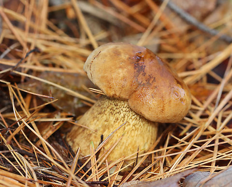 Bitter Bolete - Tylopilus felleus Habitat: Growing on the ground under pine; mixed forest Bitter Bolete,Fall,Geotagged,Tylopilus felleus,United States,bolete,fungus,mushroom,tylopilus