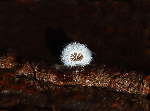 Splitgill Mushrooms - Schizophyllum commune Delicate fruiting bodies with fuzzy, white upper surfaces and gill-like folds on the under surfaces.

Habitat: rotting wood; mixed forest
https://www.jungledragon.com/image/148971/splitgill_mushrooms_-_schizophyllum_commune.html Fall,Geotagged,Schizophyllum,Schizophyllum commune,Splitgill Mushroom,United States,fungus,splitgill