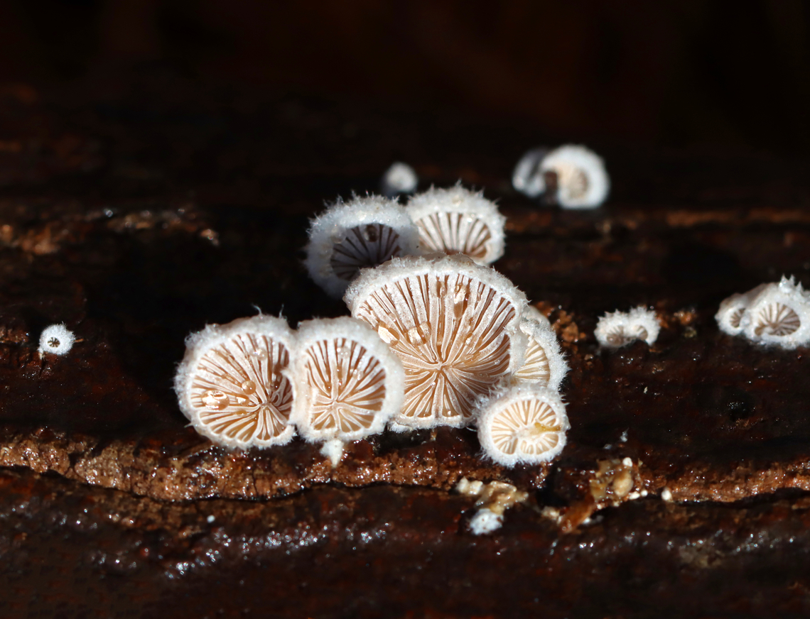 Splitgill Mushrooms - Schizophyllum commune Delicate fruiting bodies with fuzzy, white upper surfaces and gill-like folds on the under surfaces.<br />
<br />
Habitat: rotting wood; mixed forest<br />
<figure class="photo"><a href="https://www.jungledragon.com/image/148970/splitgill_mushrooms_-_schizophyllum_commune.html" title="Splitgill Mushrooms - Schizophyllum commune"><img src="https://s3.amazonaws.com/media.jungledragon.com/images/3232/148970_thumb.jpg?AWSAccessKeyId=05GMT0V3GWVNE7GGM1R2&Expires=1759968010&Signature=iq1BmRvJ4qCNmT7Z32g9qiCQttI%3D" width="200" height="150" alt="Splitgill Mushrooms - Schizophyllum commune Delicate fruiting bodies with fuzzy, white upper surfaces and gill-like folds on the under surfaces.<br />
<br />
Habitat: rotting wood; mixed forest<br />
https://www.jungledragon.com/image/148971/splitgill_mushrooms_-_schizophyllum_commune.html Fall,Geotagged,Schizophyllum,Schizophyllum commune,Splitgill Mushroom,United States,fungus,splitgill" /></a></figure> Fall,Geotagged,Schizophyllum commune,Splitgill Mushroom,United States