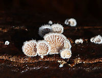 Splitgill Mushrooms - Schizophyllum commune Delicate fruiting bodies with fuzzy, white upper surfaces and gill-like folds on the under surfaces.<br />
<br />
Habitat: rotting wood; mixed forest<br />
https://www.jungledragon.com/image/148970/splitgill_mushrooms_-_schizophyllum_commune.html Fall,Geotagged,Schizophyllum commune,Splitgill Mushroom,United States