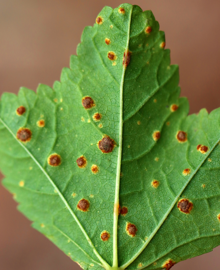 Mallow Rust - Puccinia malvacearum This rust fungus seems pretty common on mallow.<br />
<br />
Habitat: Growing on mallow (Malva sp.); Rural garden Fall,Geotagged,Mallow Rust,Puccinia malvacearum,United States,fungus,mallow,malva,puccinia,rust