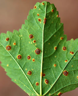 Mallow Rust - Puccinia malvacearum This rust fungus seems pretty common on mallow.

Habitat: Growing on mallow (Malva sp.); Rural garden Fall,Geotagged,Mallow Rust,Puccinia malvacearum,United States,fungus,mallow,malva,puccinia,rust