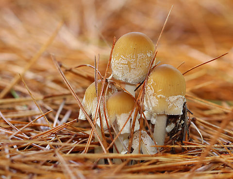 Mica Caps - Coprinellus micaceus Habitat: Coniferous forest Coprinellus,Coprinellus micaceus,Fall,Geotagged,Mica Cap,United States,fungus,mushroom
