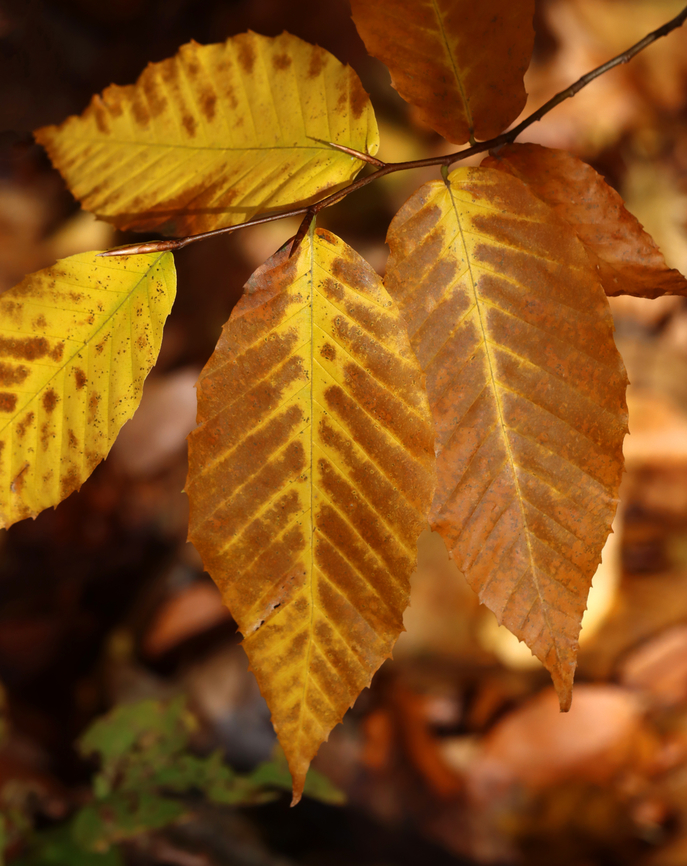 American Hornbeam (Carpinus caroliniana) Late-autumn leaves.<br />
<br />
Habitat: Mixed forest American hornbeam,Fall,Geotagged,United States,carpinus,carpinus caroliniana,fall foliage,hornbeam