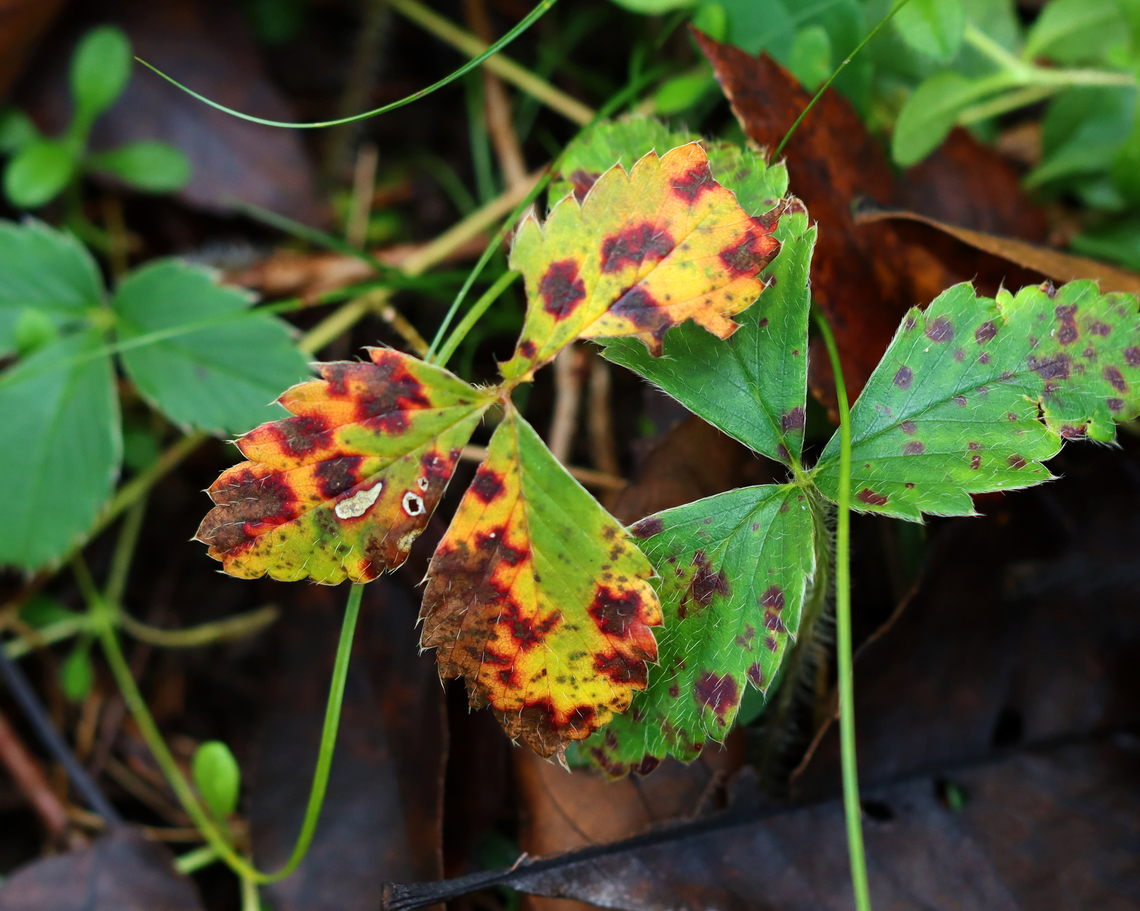 Wild Strawberry - Fragaria virginiana Leaves in autumn.<br />
<br />
Habitat: Meadow/forest edge Fall,Fragaria,Fragaria virginiana,Geotagged,United States,Virginia strawberry,fall foliage,strawberry