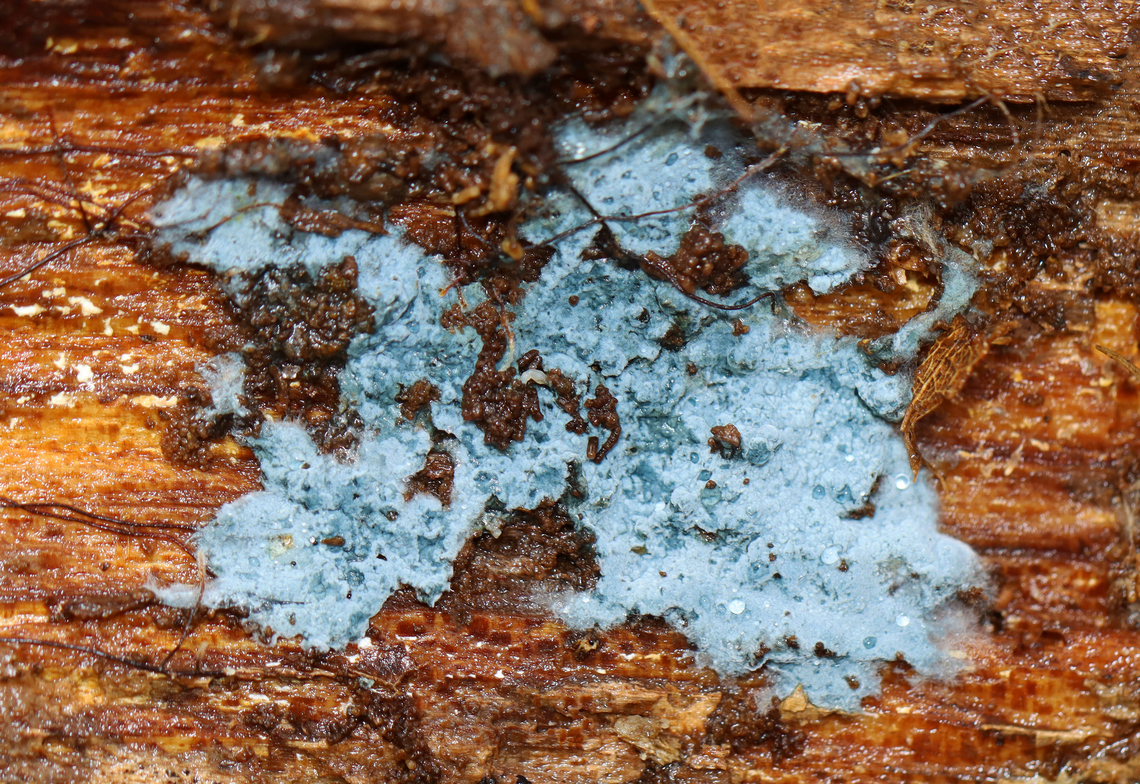Crust Fungus - Byssocorticium sp. Habitat: Growing on a rotting log; mixed forest Byssocorticium,Fall,Geotagged,United States,crust fungus,fungus