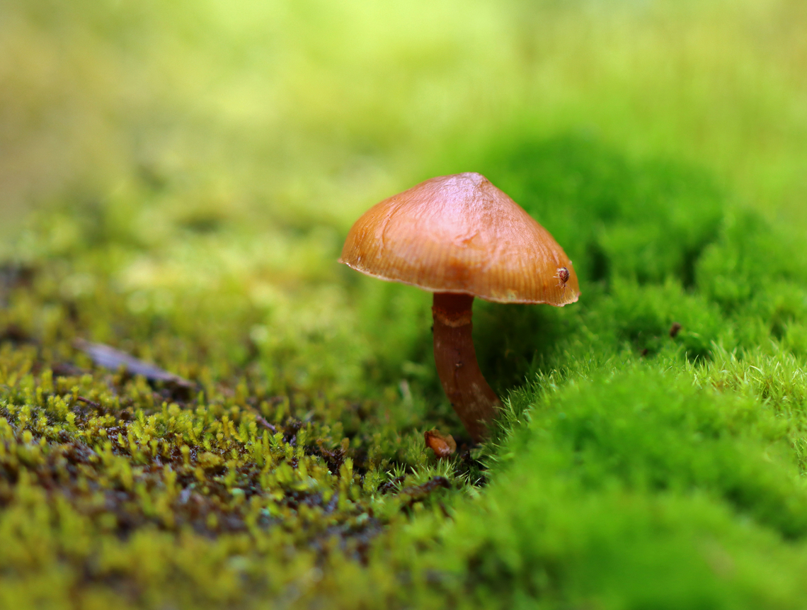 Funeral Bells - Galerina marginata Habitat: Growing in moss on rotting wood; mixed forest Fall,Funeral Bells,Galerina marginata,Geotagged,United States,fungus,galerina,mushroom
