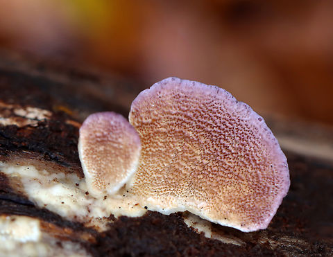 Violet-Toothed Polypore - Trichaptum biforme Habitat: Rotting wood; mixed forest Fall,Geotagged,Trichaptum,Trichaptum biforme,United States,Violet-Toothed Polypore,fungus,polypore