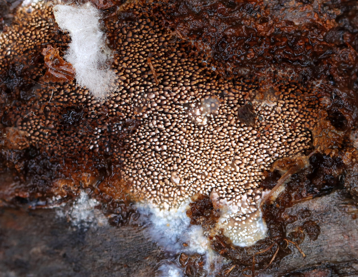 Hyphodontia arguta Habitat: Growing on rotting birch; mixed forest Fall,Geotagged,Hyphodontia,Hyphodontia arguta,United States,fungi,fungus