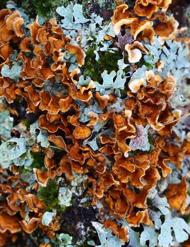 Crowded Parchment - Stereum complicatum Mixed with moss and lichen.<br />
<br />
Habitat: Rotting birch; mixed forest Fall,Geotagged,Stereum,Stereum complicatum,Stereum rameale,United States,crowded parchment,fungi,fungus