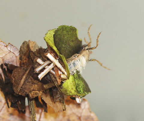 Caddisfly Larva - Limnephilus sp. The white stringy things are abdominal gills.

Habitat: Collected from a small pond Fall,Geotagged,Limnephilus,United States,caddisfly,caddisfly larva,larva,trichoptera