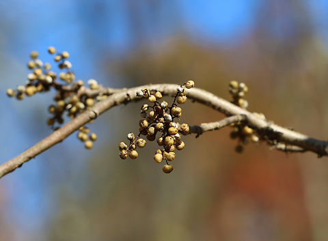 Poison Ivy Drupes (Berries) - Toxicodendron radicans The berries ripen in late summer and persist into winter.

Habitat: Mixed forest Fall,Geotagged,Poison ivy,Toxicodendron radicans,United States,berries,fruit,poison ivy berries,poison ivy drupes