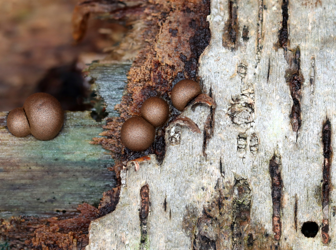 Wolf's Milk - Lycogala epidendrum The blue wood was infected with Chlorociboria sp. fungus.<br />
<br />
Habitat: Rotting birch; mixed forest Fall,Geotagged,Lycogala,Lycogala epidendrum,United States,Wolf's milk,slime mold