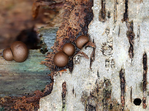 Wolf's Milk - Lycogala epidendrum The blue wood was infected with Chlorociboria sp. fungus.

Habitat: Rotting birch; mixed forest Fall,Geotagged,Lycogala,Lycogala epidendrum,United States,Wolf's milk,slime mold
