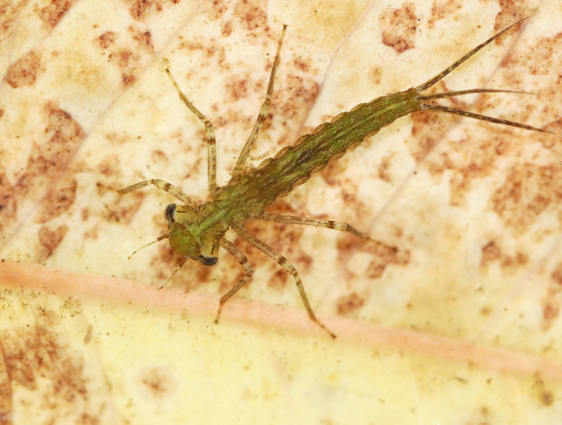 Damselfly Nymph - Odonata, Suborder Zygoptera Maybe Coenagrionidae?<br />
<br />
Habitat: Small woodland pond Fall,Geotagged,United States,Zygoptera,damselfly,damselfly nymph,larva,nymph,odonata