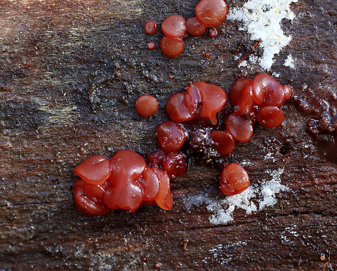 Jelly Drops - Ascocoryne sarcoides Habitat: Rotting hardwood; mixed forest Ascocoryne,Ascocoryne sarcoides,Fall,Geotagged,Jelly Drops,United States,fungi,fungus,jelly fungus