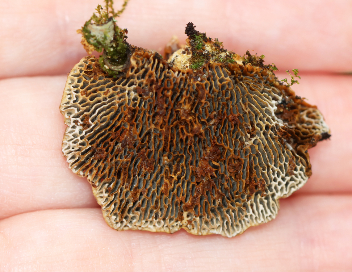 Conifer Mazegill - Gloeophyllum sepiarium Habitat: Birch; mixed forest<br />
<figure class="photo"><a href="https://www.jungledragon.com/image/149175/conifer_mazegill_-_gloeophyllum_sepiarium.html" title="Conifer Mazegill - Gloeophyllum sepiarium"><img src="https://s3.amazonaws.com/media.jungledragon.com/images/3232/149175_thumb.jpg?AWSAccessKeyId=05GMT0V3GWVNE7GGM1R2&Expires=1767225610&Signature=eAnD%2B0mAOhrV6D7l080wmpGNOCM%3D" width="114" height="152" alt="Conifer Mazegill - Gloeophyllum sepiarium Habitat: Birch; mixed forest<br />
https://www.jungledragon.com/image/149174/conifer_mazegill_-_gloeophyllum_sepiarium.html Conifer Mazegill,Fall,Geotagged,Gloeophyllum,Gloeophyllum sepiarium,United States,fungi,fungus" /></a></figure> Conifer Mazegill,Fall,Geotagged,Gloeophyllum sepiarium,United States