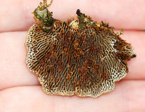 Conifer Mazegill - Gloeophyllum sepiarium Habitat: Birch; mixed forest
https://www.jungledragon.com/image/149175/conifer_mazegill_-_gloeophyllum_sepiarium.html Conifer Mazegill,Fall,Geotagged,Gloeophyllum sepiarium,United States