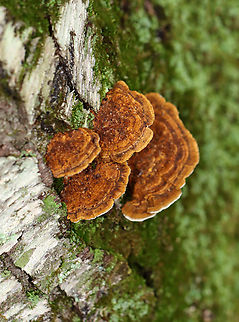 Conifer Mazegill - Gloeophyllum sepiarium Habitat: Birch; mixed forest
https://www.jungledragon.com/image/149174/conifer_mazegill_-_gloeophyllum_sepiarium.html Conifer Mazegill,Fall,Geotagged,Gloeophyllum,Gloeophyllum sepiarium,United States,fungi,fungus