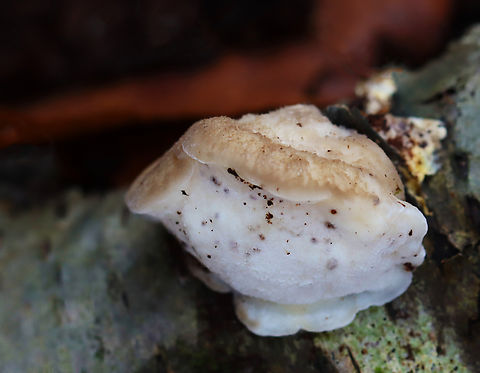 White Cheese Polypore - Tyromyces chioneus Habitat: Rotting birch; mixed forest Fall,Geotagged,Tyromyces,Tyromyces chioneus,United States,White Cheese Polypore,fungi,polypore