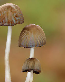 Mica Caps - Coprinellus micaceus Habitat: Coniferous forest
https://www.jungledragon.com/image/149185/mica_caps_-_coprinellus_micaceus.html
https://www.jungledragon.com/image/149188/mica_caps_-_coprinellus_micaceus.html
https://www.jungledragon.com/image/149186/mica_caps_-_coprinellus_micaceus.html Coprinellus,Coprinellus micaceus,Fall,Geotagged,Mica Cap,United States,fungi,fungus,mushrooms